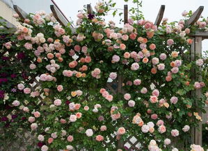 种植季节：花儿的季节