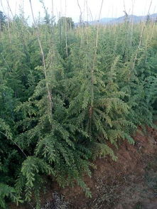 雪松树蕞新价格：市场动态与消费者指南