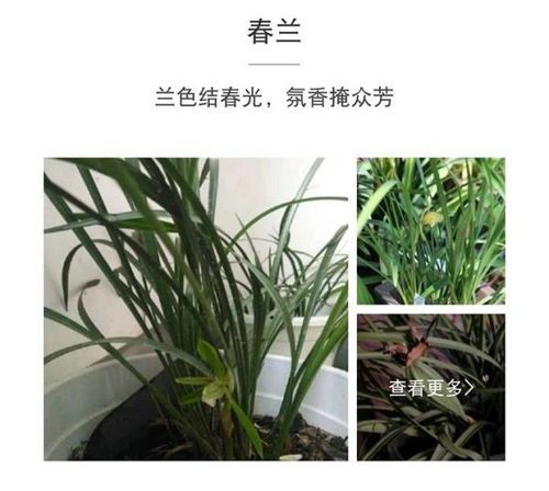 兰花种子如何进行种植？详细步骤和注意事项有哪些