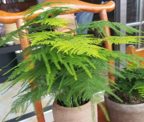 用茶水浇文竹好不好？这么养文竹叶子更绿
