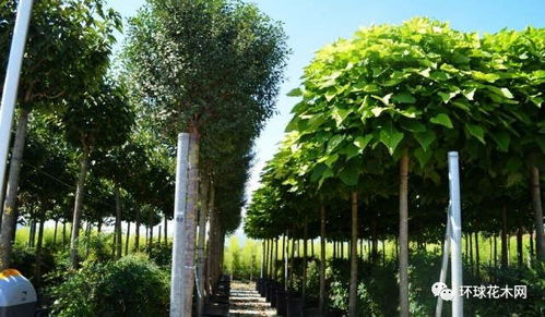 特色四：园林艺术，独具匠心