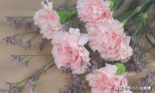 送康乃馨3支寓意顺利健康，3拆分为一三