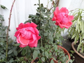 七姊妹十姐妹蔷薇的美图盛宴