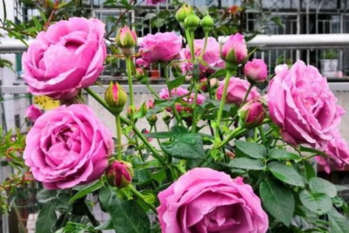 月季品种推荐：南方种植的抗病首选