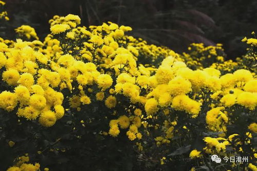 菊花：秋季盛开， 观赏性强
