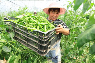 辣椒苗刚成活， 浇水有讲究