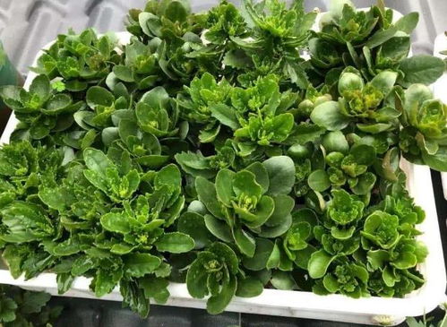 三、 扦插过程及注意事项