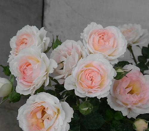 花儿的秘密：象牙流动月季Ivory Flow的花期揭秘