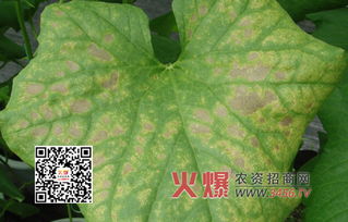 防治方法大揭秘