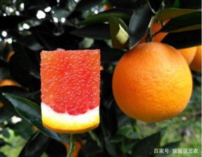 沙糖桔种植技术，如何提高果实品质