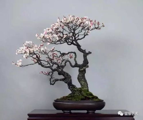 盆栽梅花为何要定期换盆？梅花生长需要怎样的环境