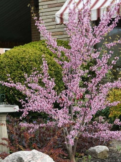 棣棠花开， 美丽却短暂