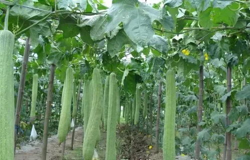 丝瓜种植如何实现高产？管理方法及要求有哪些细节需要注意