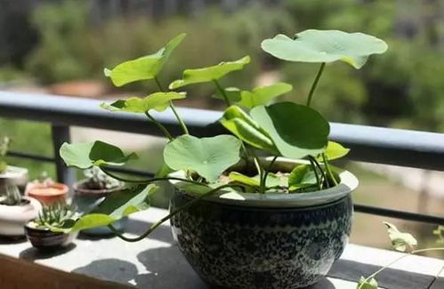 浇水有讲究，不嫩太多也不嫩太少