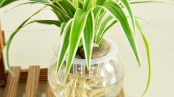 水培如意：如何让它geng旺盛生长