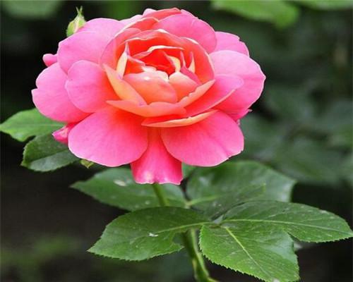 月季养护，细节hen重要