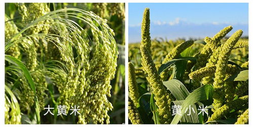 柴胡籽采收的重要性