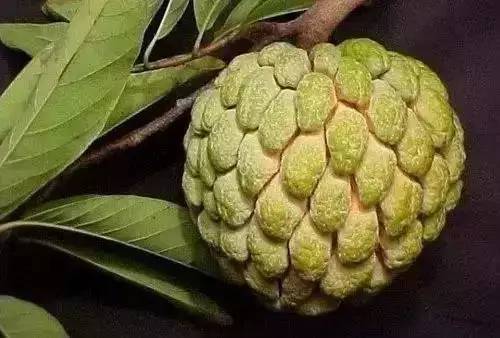 水果释迦怎么吃？老司机手把手教你正确吃法