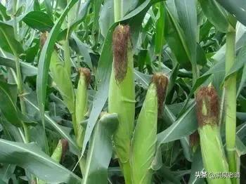 种植户的亩产千斤之路