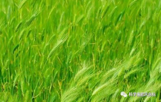 乙草胺在小麦田的使用
