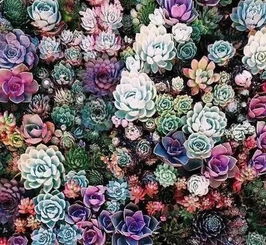 锡纸盒种花小秘诀