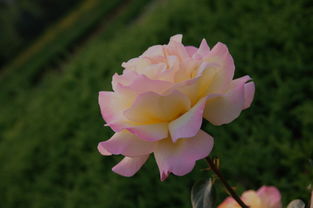 冬季种植小贴士