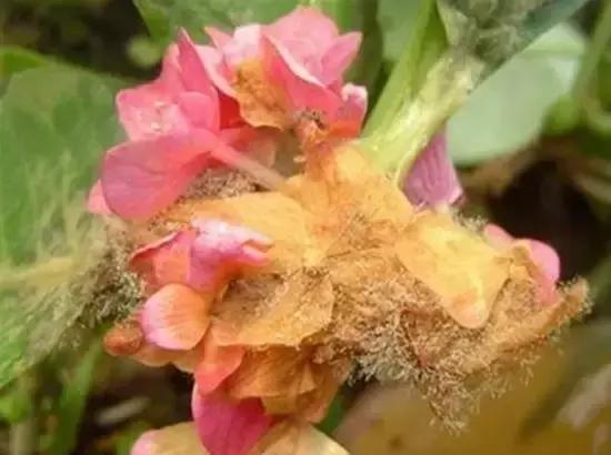 霉层覆盖， 触感粘滑