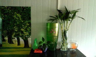 二、如何解决富贵竹发黄问题？