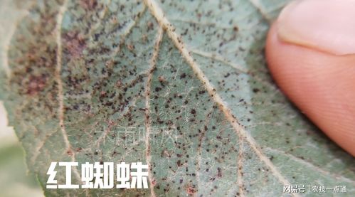 阿维菌素， 广谱杀虫