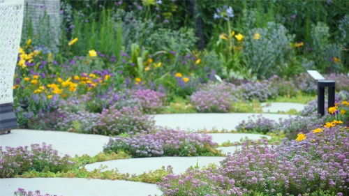 十五种适合小花园的宿根植物