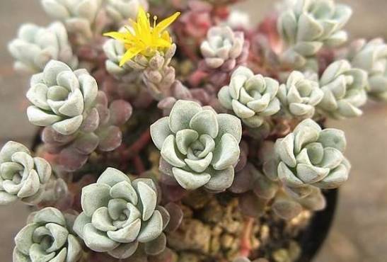 光照管理：温和过渡是关键