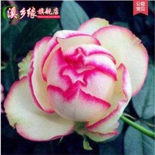 悠久的约定Promesse Eternelle的月季特点