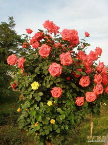 提高成活率的技巧