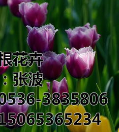 宿根花卉的实用价值