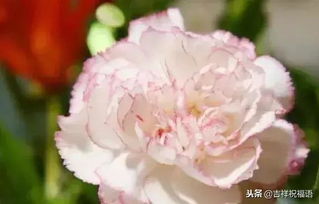 “康乃馨：传递真挚陪伴，温暖你的每一天”