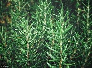 迷迭香：驱虫又美观