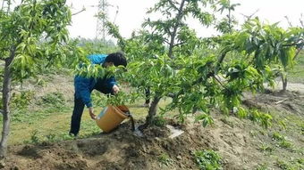 腐植酸的奇妙之旅