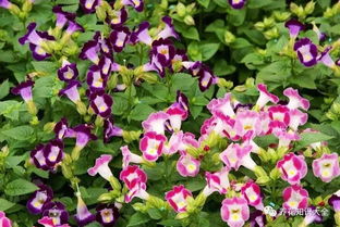 “夏堇：一年生爆款花卉，花色丰富，养眼必备！”