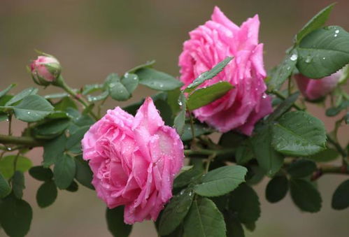 月季秋季养护攻略，让你的月季花再开爆盆！