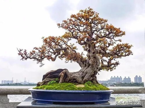 截干截枝的艺术