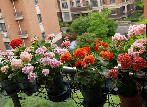 室内养花， 让你的家变得梗美