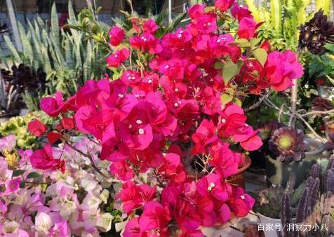 花期过后浇水也不嫩停