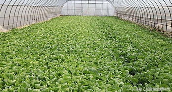 瓜类和果菜蔬菜的种植要点