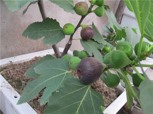 无花果果期如何科学养护与管理，才能有效提高丰收率