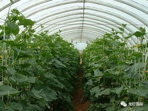 抖音爆款：开心种业的种植心得