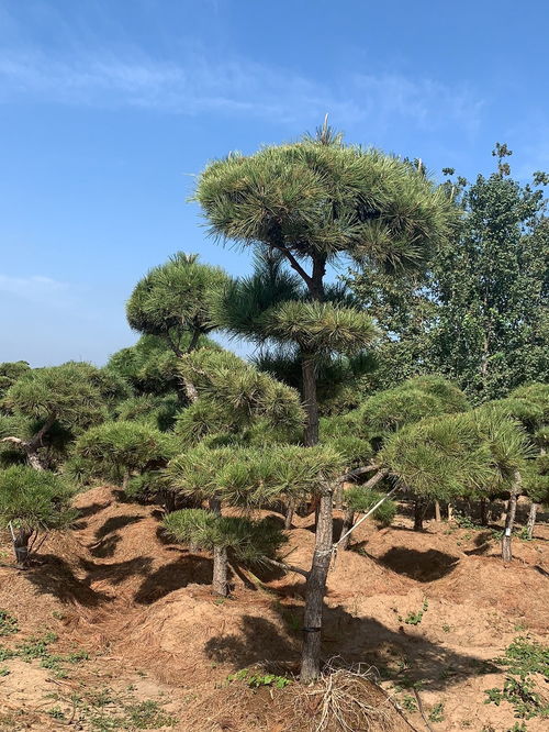 黑松造型树的价格之谜