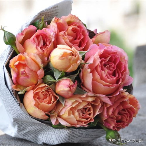 月季每月浇多少水Zui合适？