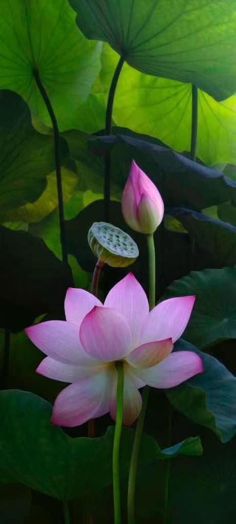 红莲：红色的热情， 北方的骄傲