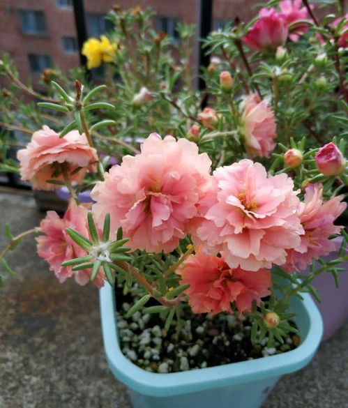 “芹叶牡丹种植技巧，轻松养出爆款花！”