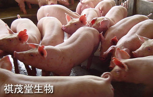 猪得肠炎有哪些急慢性症状？与普通肠炎相比，其传染性有何区别？